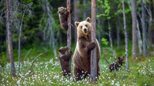 B&B dell’Abruzzo, l’esperienza a “Prati del lupo” a Bisegna